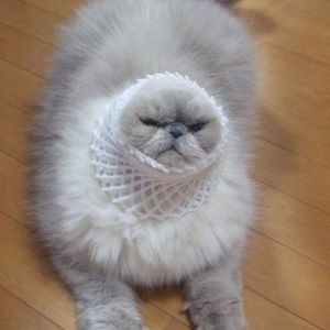 Meet your Posher, Rania